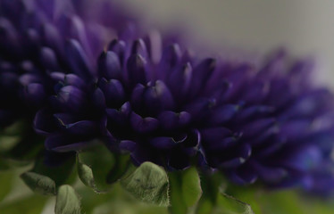 Purple Flower