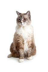 Fototapeta na wymiar Longhair Brown and White Domestic Cat Sitting