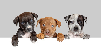 Three Cute Puppies Over White Web Banner