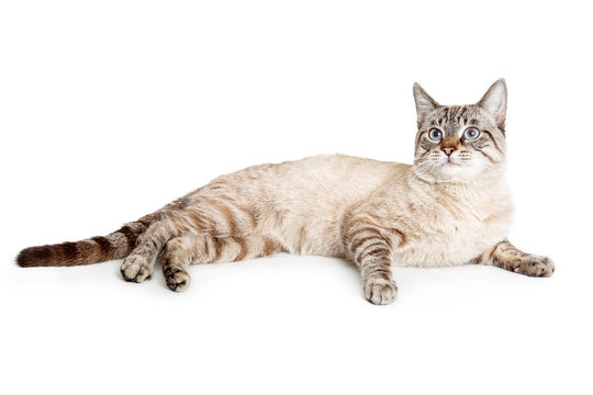 Cat Lying Down Images – Browse 254,787 Stock Photos, Vectors, and Video |  Adobe Stock