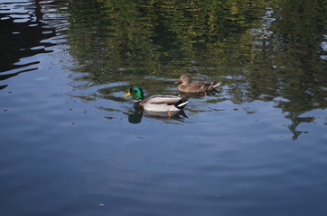 Ducks and a Turtle