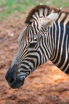 a beautiful black and white on zebra