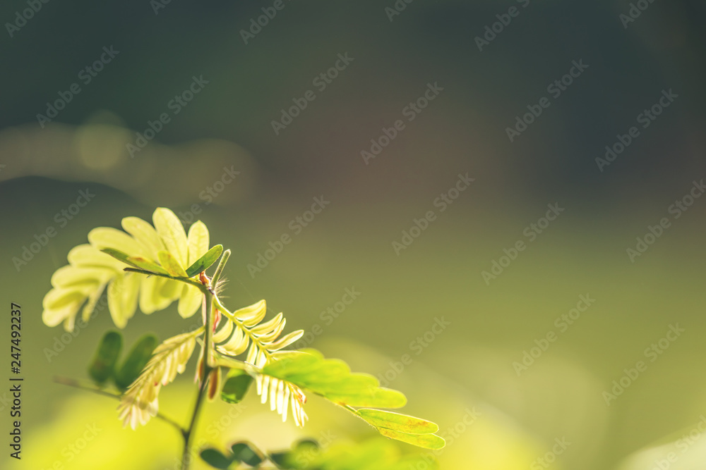 Wall mural abstract bokeh blur green color for background
