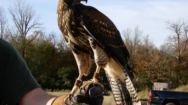 Harris Hawk Baby With Talons On Falconry Gloves 4K