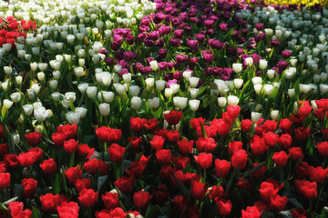 field of red,white,violet tulips 