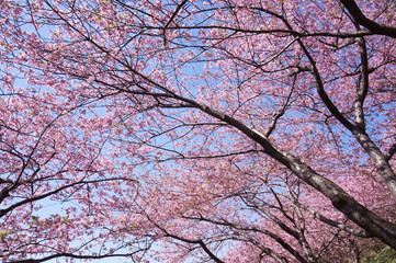 河津桜と青空(2)