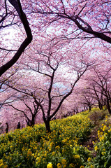 松田山の河津桜と菜の花(2)