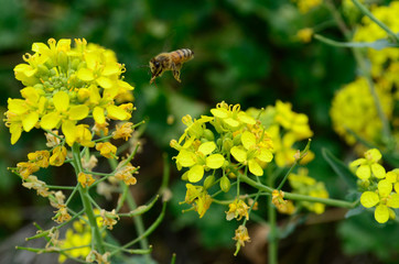 Abeja Polinizando