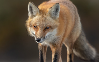 Red Fox