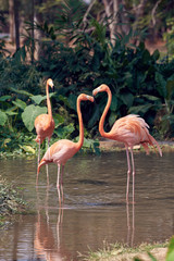 Fototapeta na wymiar a beautiful flamingo in the suny