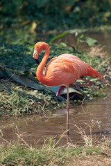 a beautiful flamingo in the suny