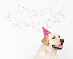 Cute Labrador Retriever with a party hat at a birthday party