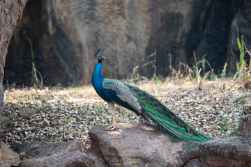 a beautiful peacock in the zoo