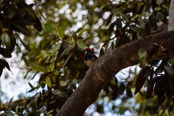 Bird in tree