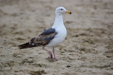Fototapeta premium White seagull in the sand