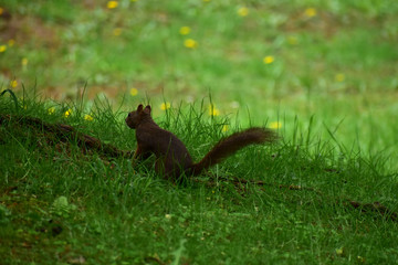 草の茂みに隠れて警戒するエゾリス