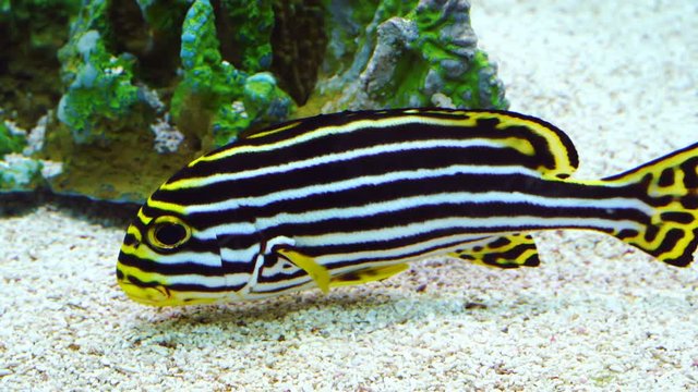 Plectorhinchus 影像 瀏覽 837 個素材庫相片、向量圖和影片 Adobe Stock