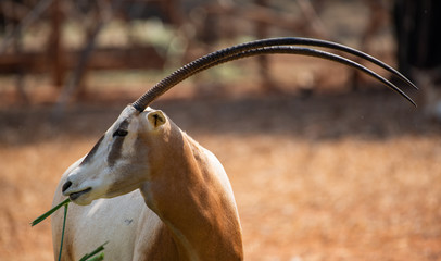 a beautiful Scimitar Oryx