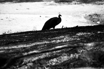 a beautiful silhouette peacock in wildlife