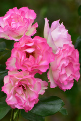 ピンクの秋バラ