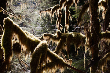 Obraz premium Mossy Tree