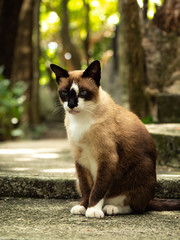 brown cat in outdoor