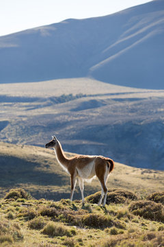 Guanacos in Torres del Paine, Chile.