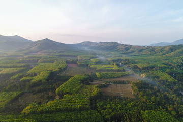 Naklejka premium Morning sunrise tropical rainforest with fog