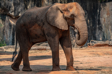 Fototapeta na wymiar elephant The big of wildlife