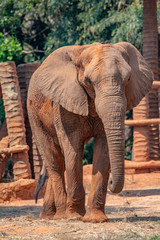 elephant The big of wildlife