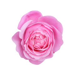 Colorful pink or purple rose flowers blooming top view isolated on white background  , beautiful natural patterns