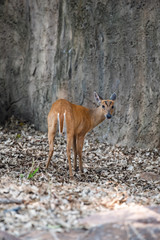 the chamois in wildlife