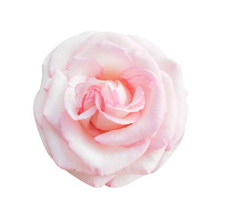 Colorful pink rose flowers blooming top view isolated on white background  , beautiful natural patterns