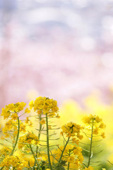 Obraz premium 松田山の菜の花(1)
