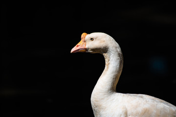 The portrait white goose