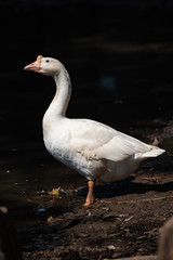 The portrait white goose © nitinan