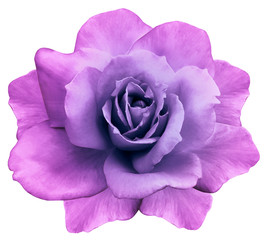 flower isolated  pink-purple rose on a white  background. Closeup. Element of design. Nature.