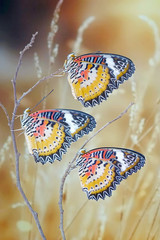 Fototapeta na wymiar Butterfly : Leopard lacewing butterfly (Cethosia cyane). Three male of Lacewing butterfly in autumn. Selective focus, blurred background and copy space