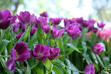 Obraz premium field of purple tulips flowers
