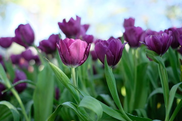 field of purple tulips flowers