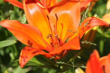orange lily