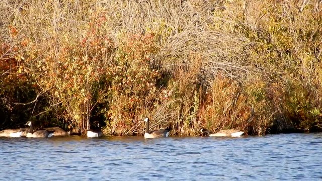 4K Geese Swimming Near Shore Line