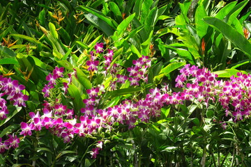 Orchidées  blanches et rouges