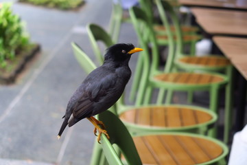 Oiseau noir avec bec jaune sur  chaise verte dans un parc