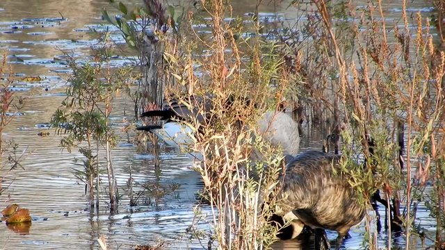 4K Closeup Of Ducks Foraging For Food Behind Tall Grass In Lake