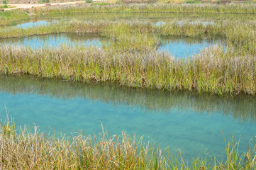 landscape with lake and grass