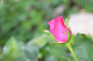 pink rose in the garden