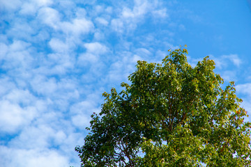Obraz premium tree on blue sky