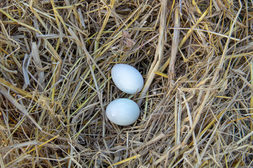 eggs in nest