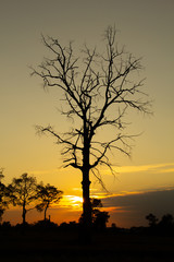 Shadows of trees in front of sunset in evening.